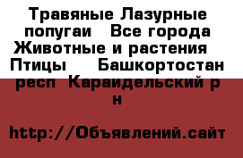 Травяные Лазурные попугаи - Все города Животные и растения » Птицы   . Башкортостан респ.,Караидельский р-н